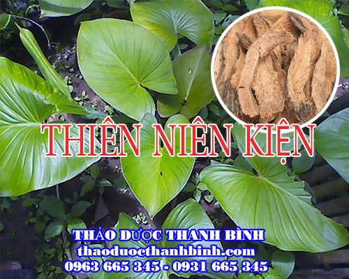 Mua bán cây thiên niên kiện tại Bình Thuận uy tín chất lượng nhất