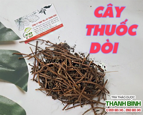 Mua bán cây thuốc dòi ở quận Tân Bình giúp thanh nhiệt giải độc tốt nhất