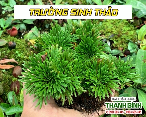 Mua bán cây trường sinh thảo ở quận Phú Nhuận có tác dụng chữa viêm túi mật hiệu quả nhất
