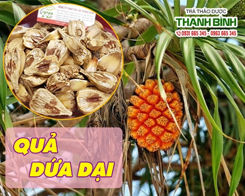 Mua bán quả dứa dại ở quận Phú Nhuận giúp thận khỏe mạnh hơn an toàn nhất