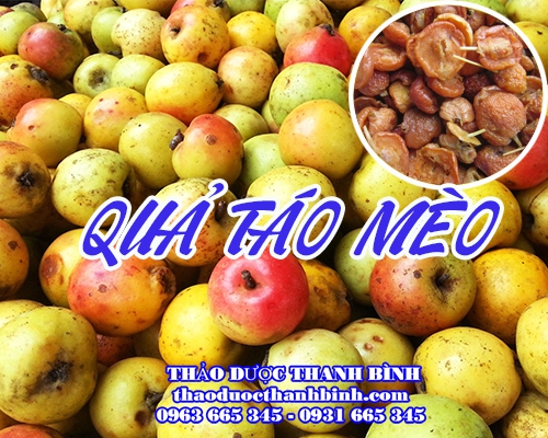 Mua bán quả táo mèo tại Bình Phước uy tín chất lượng nhất