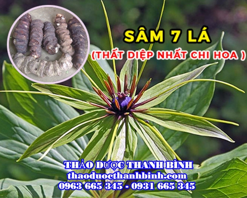Mua bán sâm 7 lá - Thất diệp nhất chi hoa tại Bạc Liêu có tác dụng điều trị mụn nhọt