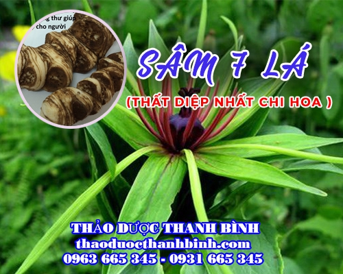 Mua bán sâm 7 lá - Thất diệp nhất chi hoa tại huyện Mê Linh chữa bệnh đông kinh viêm phổi