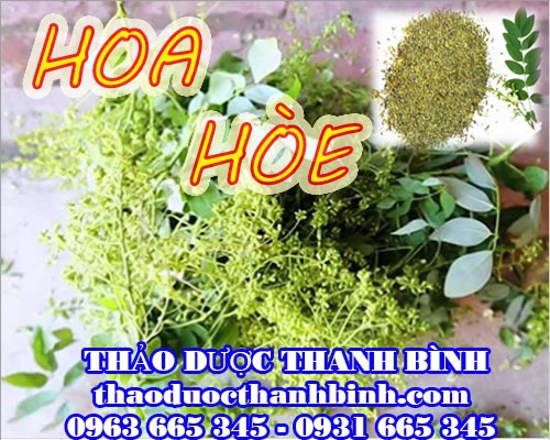 Mua bán sỉ và lẻ hoa hòe tại Bình Thuận giá tốt nhất