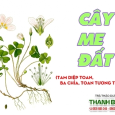 Mua bán cây me đất ở quận Tân Phú có tác dụng trị viêm họng hiệu quả
