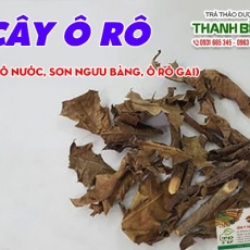 Mua bán cây ô rô ở quận Bình Tân giúp giảm đau, tiêu sưng tốt nhất