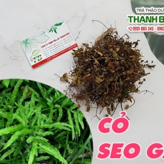 Mua bán cây cỏ seo gà ở quận Tân Phú có tác dụng thanh nhiệt trừ thấp hiệu quả