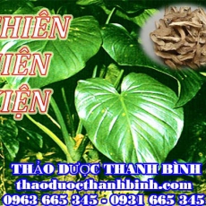 Địa chỉ mua bán thiên niên kiện tại Bình Thuận uy tín chất lượng