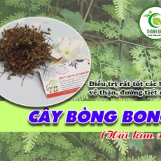 Mua bán cây bòng bong ở huyện Hóc Môn giúp chữa vết thương do bỏng hiệu quả nhất