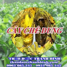 Mua bán cây chè dung tại Bắc Giang uy tín chất lượng nhất