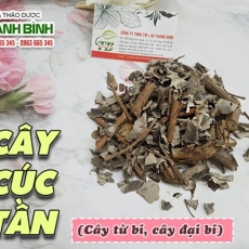 Mua bán cây cúc tần ở huyện Bình Chánh giúp chữa viêm họng, viêm mũi uy tín nhất