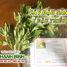 Mua bán cây đậu săng ở huyện Bình Chánh có tác dụng điều trị phát ban
