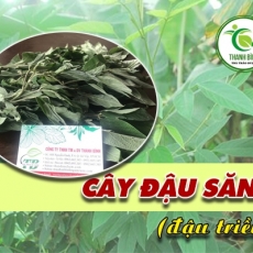 Mua bán cây đậu săng ở huyện Bình Chánh giúp chữa ghẻ lở viêm da uy tín nhất