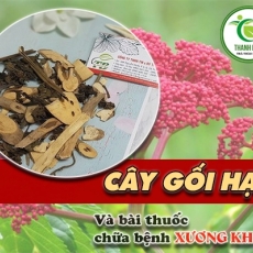 Mua bán cây gối hạc ở quận Tân Phú có tác dụng trị đau bụng hiệu quả