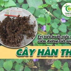 Mua bán cây hàn the ở quận Tân Phú có tác dụng trị viêm loét hành tá tràng hiệu quả