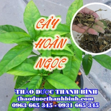 Mua bán cây hoàn ngọc (cây con khỉ) tại Điện Biên giúp điều trị tiêu chảy, đau bụng hiệu quả