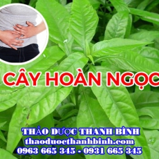 Mua bán cây hoàn ngọc (cây con khỉ) tại Điện Biên uy tín chất lượng nhất