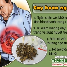Mua bán cây hoàn ngọc ở quận Bình Tân có công dụng trị viêm nhiễm đường tiêu hóa tốt nhất