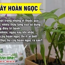 Mua bán cây hoàn ngọc ở quận Phú Nhuận giúp chữa ung thư giai đoạn đầu an toàn nhất