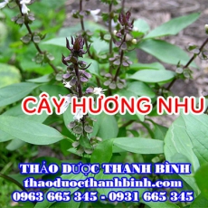 Mua bán cây hương nhu tại Đồng Nai uy tín chất lượng nhất