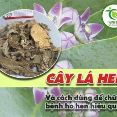 Mua bán cây lá hen ở huyện Hóc Môn giúp bảo vệ phổi hiệu quả nhất