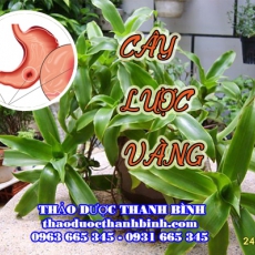 Mua bán cây lược vàng tại Điện Biên giúp ngăn ngừa ung thư hiệu quả