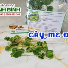 Mua bán cây me đất tại huyện Thanh Trì rất tốt trong việc thanh nhiệt cơ thể