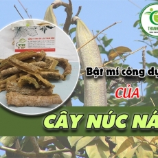 Mua bán cây núc nác ở huyện Bình Chánh giúp chữa đau dạ dày ợ chua uy tín nhất