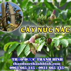 Mua bán cây núc nác tại Dak Lak điều trị mụn nhọt viêm da dị ứng
