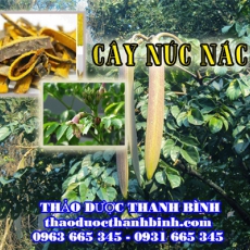 Mua bán cây núc nác tại huyện Thanh Oai điều trị ung nhọt sưng phù