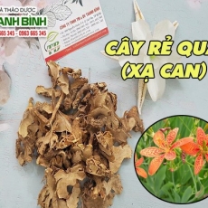 Mua bán cây rẻ quạt (xạ can) ở huyện Hóc Môn giúp trị các bệnh về hô hấp hiệu quả nhất