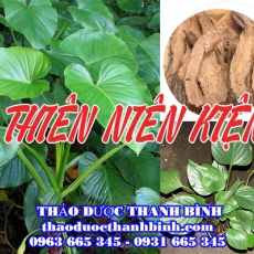 Mua bán cây thiên niên kiện tại Bình Thuận giúp trị bệnh xương khớp hiệu quả