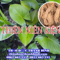 Mua bán cây thiên niên kiện tại Bình Thuận uy tín chất lượng nhất