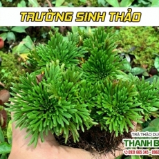 Mua bán cây trường sinh thảo ở huyện Bình Chánh rất tốt trong việc điều trị đại tiện ra phân đen