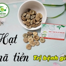 Mua bán hạt mã tiền ở quận Tân Bình giúp chữa trị mụn nhọt sưng đau tốt nhất
