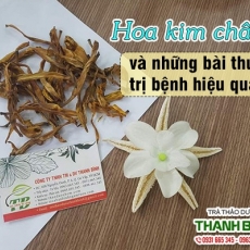 Mua bán hoa kim châm ở quận Bình Tân giúp thanh nhiệt giải độc tốt nhất