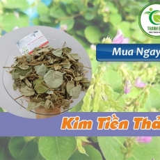 Mua bán kim tiền thảo ở huyện Hóc Môn giúp lợi tiểu hiệu quả nhất