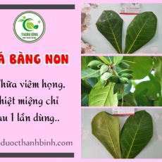 Mua bán lá bàng non ở quận Tân Phú có tác dụng sát khuẩn vết thương hiệu quả tốt