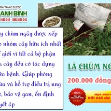 Mua bán lá chùm ngây ở quận Phú Nhuận giúp chữa u xơ tuyến tiền liệt an toàn nhất