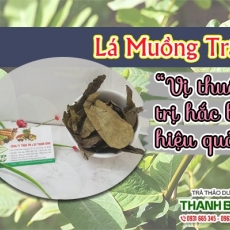 Mua bán lá muồng trâu ở quận Bình Tân có công dụng trị táo bón tốt nhất
