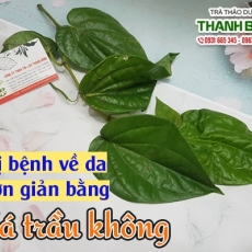 Mua bán lá trầu không ở quận Tân Bình giúp chữa trị viêm da cơ địa tốt nhất
