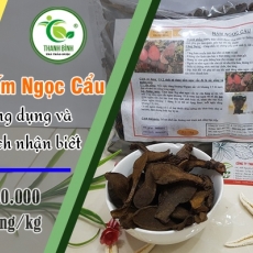 Mua bán nấm ngọc cẩu ở huyện Bình Chánh giúp lợi tiêu hóa hiệu quả nhất