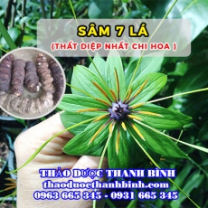 Mua bán sâm 7 lá  -thất diệp nhất chi hoa ở huyện Bình Chánh điều trị ho lao hen suyễn